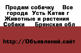 Продам собачку  - Все города, Усть-Катав г. Животные и растения » Собаки   . Брянская обл.